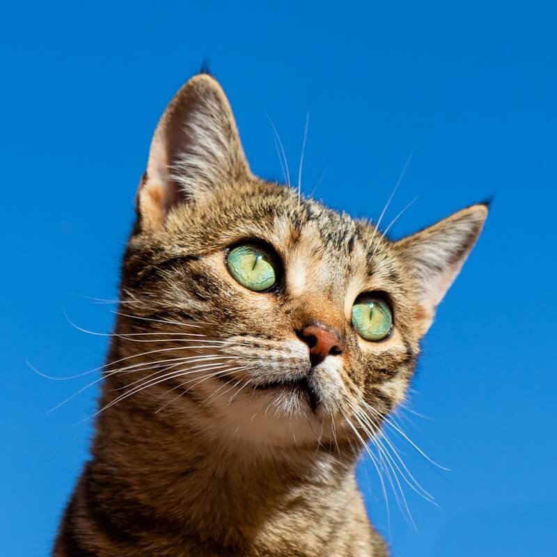 纯种繁育猫舍风